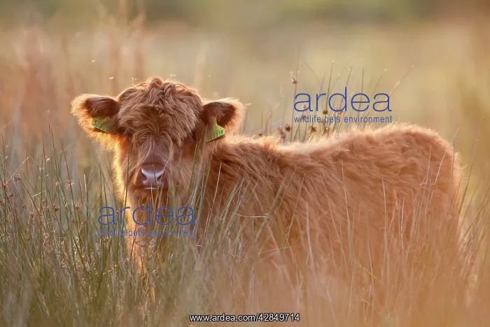 : Highland Cattle : Highland Cattle