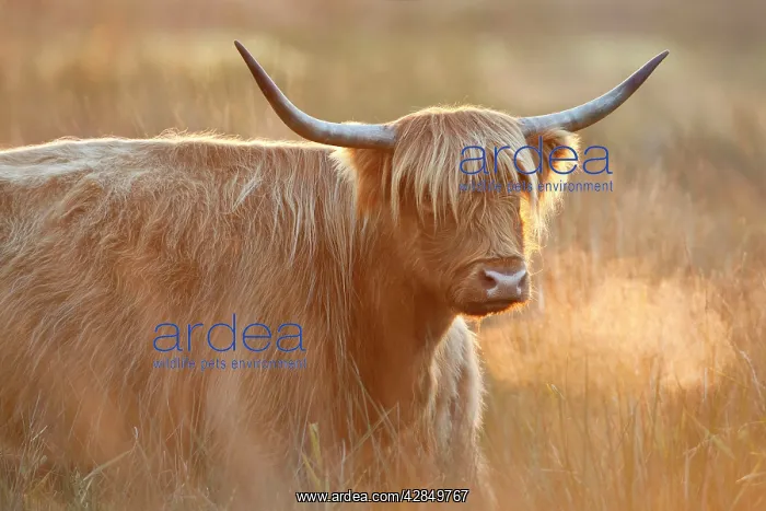 : Highland Cattle : Highland Cattle