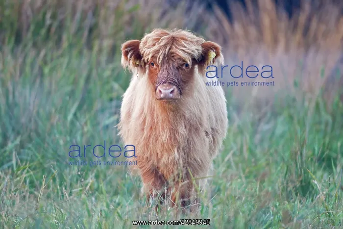  : Highland Cattle