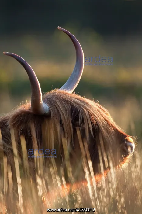 : Highland Cattle : Highland Cattle