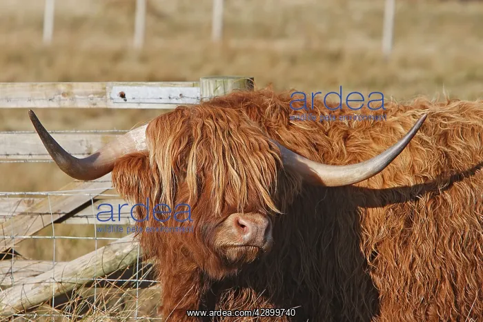 : Highland Cattle
