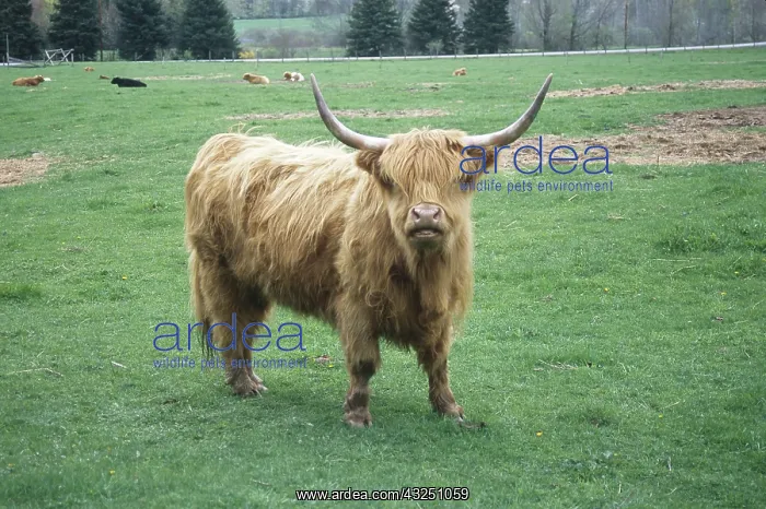 : Highland Cattle : Highland Cattle