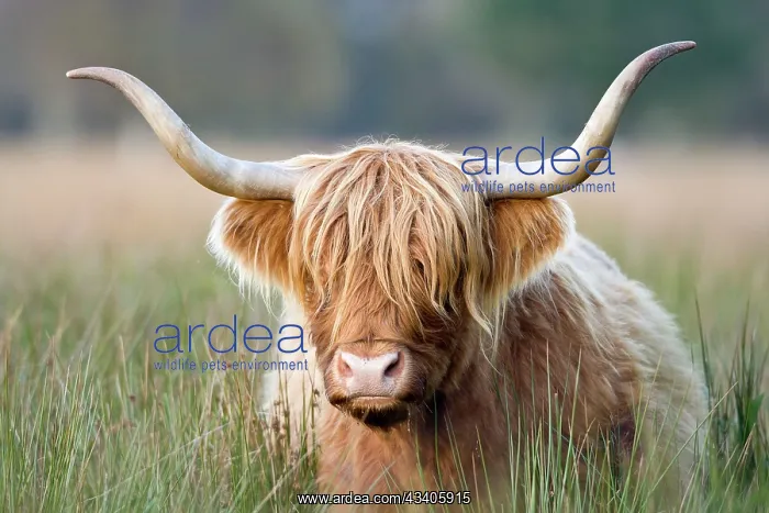 : Highland Cattle : Highland Cattle