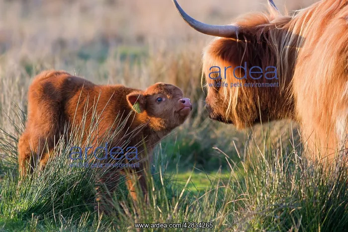 : Highland Cattle - adult with young : Highland Cattle - adult with young