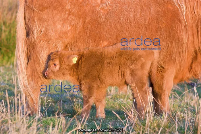 : Highland Cattle - adult with young : Highland Cattle - adult with young