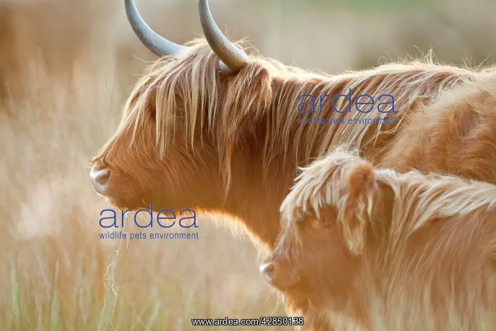 : Highland Cattle - adult with young : Highland Cattle - adult with young