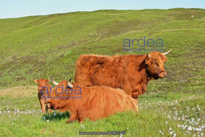 : Highland cattle - two adults of which one is resting : Highland cattle - two adults of which one is resting