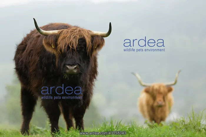 : Highland Cattle, Bergisches Land, North Rhine-Westphalia : Highland Cattle, Bergisches Land, North Rhine-Westphalia