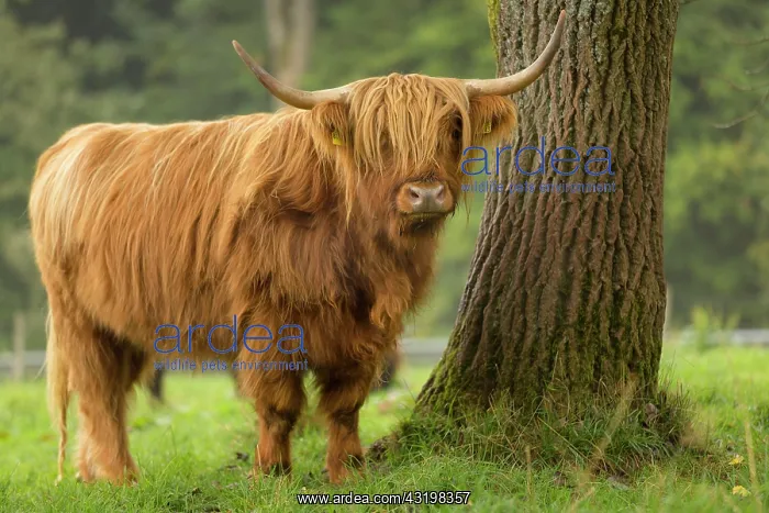: Highland Cattle, Bergisches Land, North Rhine-Westphalia : Highland Cattle, Bergisches Land, North Rhine-Westphalia