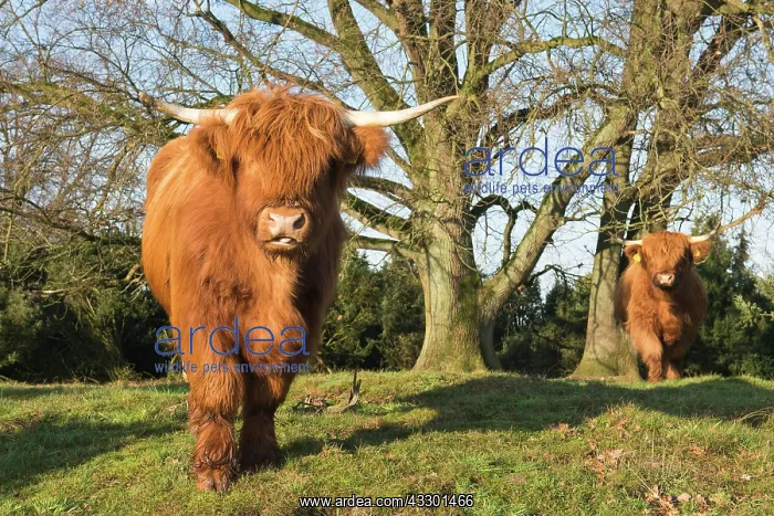 : Highland cattle (Bos primigenius taurus), Wacholderhain : Highland cattle (Bos primigenius taurus), Wacholderhain