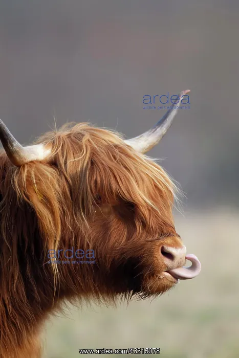 : Highland cattle (Bos taurus) adult animal with its : Highland cattle (Bos taurus) adult animal with its