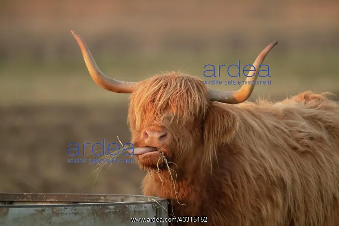 : Highland cattle (Bos taurus) adult animal eating : Highland cattle (Bos taurus) adult animal eating