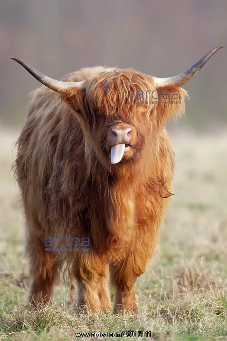 : Highland cattle (Bos taurus) adult animal in a grass : Highland cattle (Bos taurus) adult animal in a grass