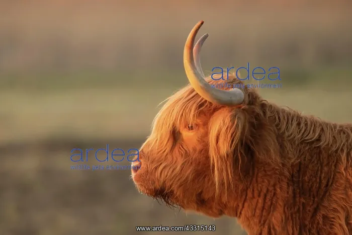 : Highland cattle (Bos taurus) adult animal head portrait : Highland cattle (Bos taurus) adult animal head portrait