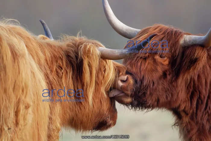 : Highland cattle (Bos taurus) two adult animals with : Highland cattle (Bos taurus) two adult animals with