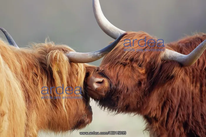 : Highland cattle (Bos taurus) two adult animals greeting : Highland cattle (Bos taurus) two adult animals greeting
