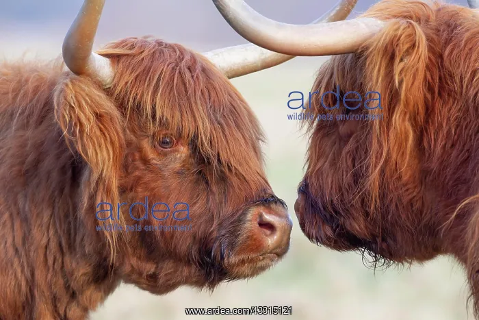 : Highland cattle (Bos taurus) two adult animals greeting : Highland cattle (Bos taurus) two adult animals greeting