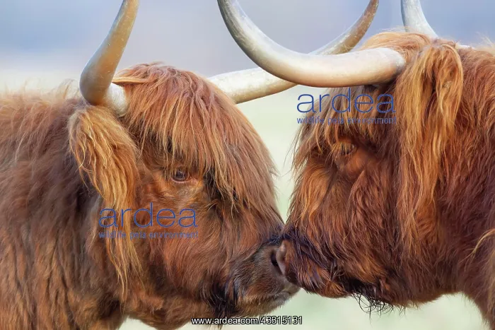 : Highland cattle (Bos taurus) two adult animals greeting : Highland cattle (Bos taurus) two adult animals greeting