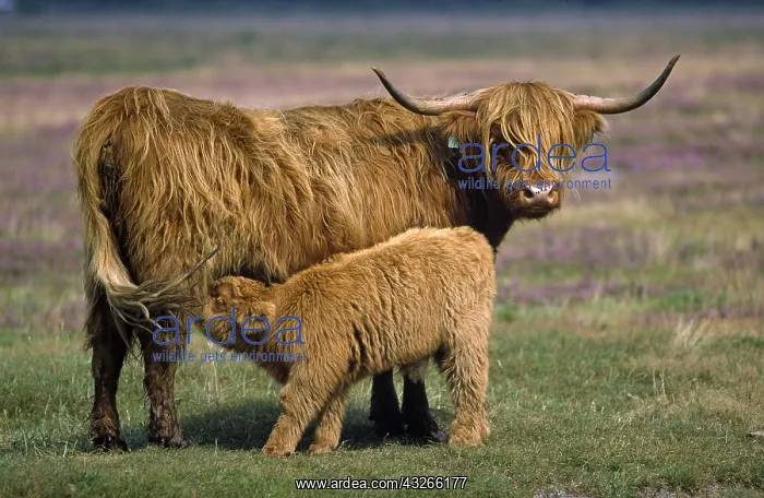 : Highland Cattle (Bos taurus) highland cow with : Highland Cattle (Bos taurus) highland cow with