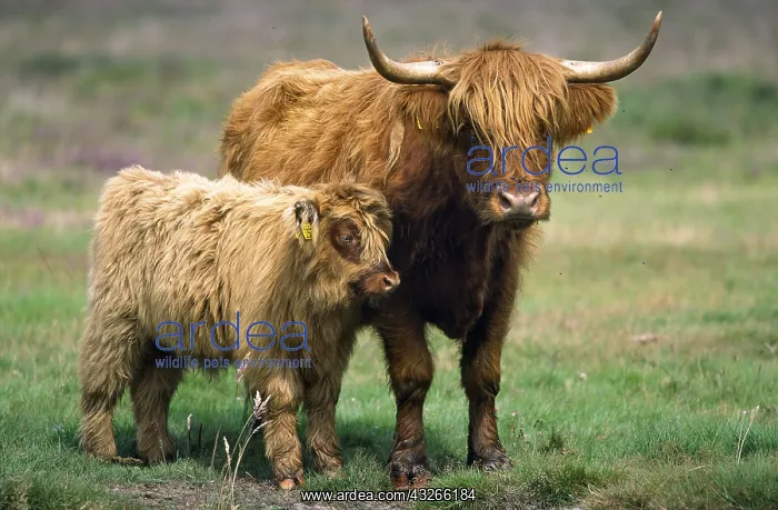 : Highland Cattle (Bos taurus) highland cow with : Highland Cattle (Bos taurus) highland cow with