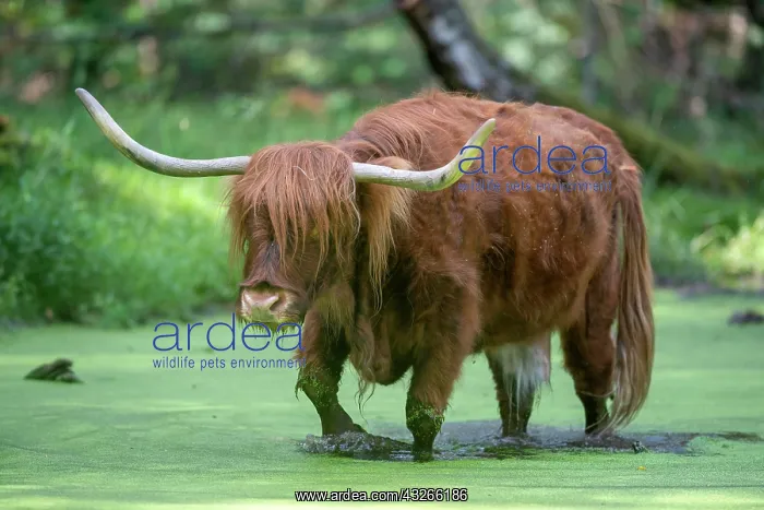 : Highland cattle (Bos taurus) runs through water : Highland cattle (Bos taurus) runs through water
