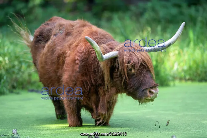 : Highland cattle (Bos taurus) in water with duckweeds : Highland cattle (Bos taurus) in water with duckweeds