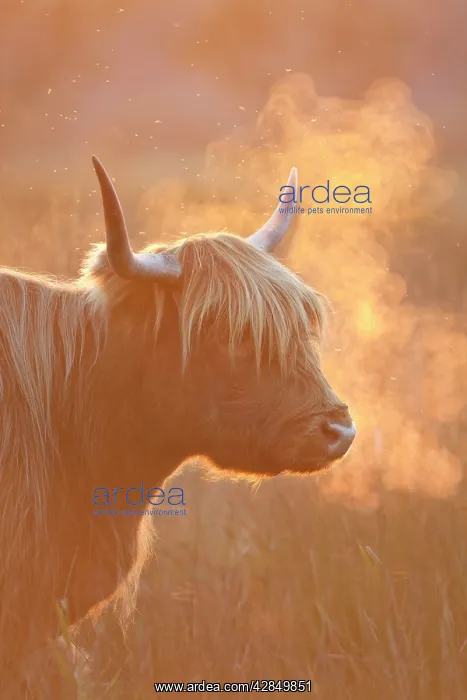 : Highland Cattle - breath visible : Highland Cattle - breath visible