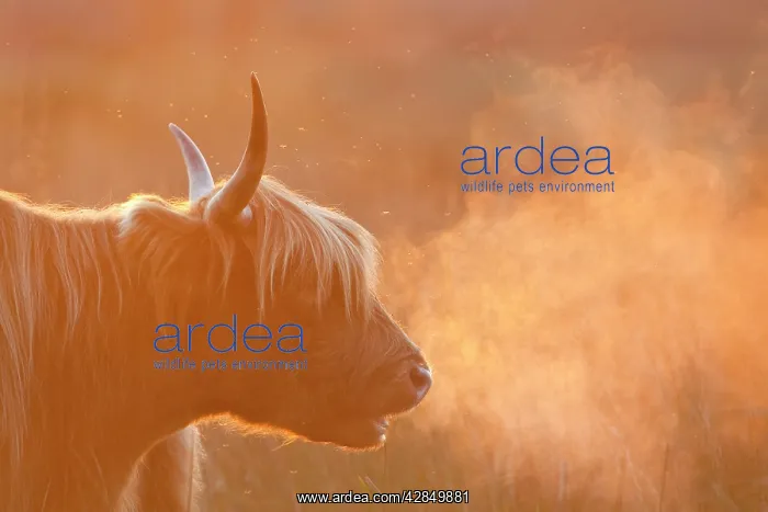 : Highland Cattle - breath visible : Highland Cattle - breath visible