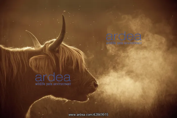 : Highland Cattle - breath visible : Highland Cattle - breath visible