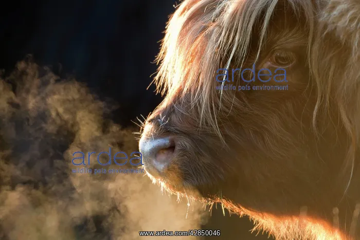 : Highland Cattle - breath visible : Highland Cattle - breath visible