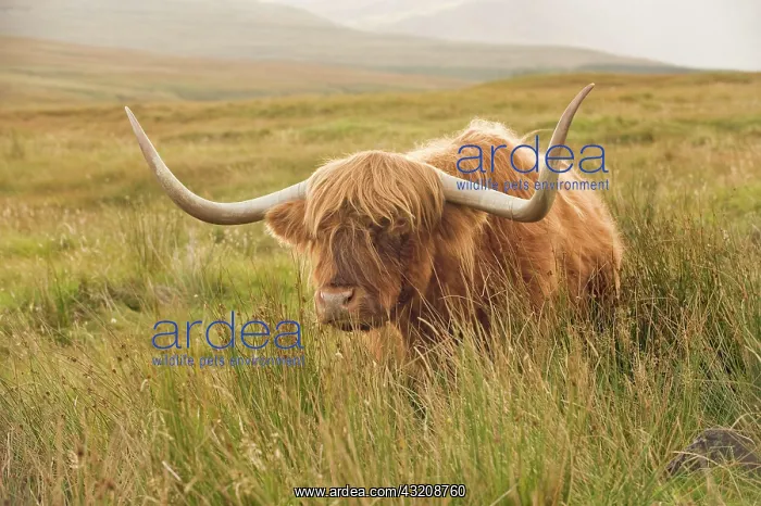 : Highland Cattle, bull, standing in moorland, Isle : Highland Cattle, bull, standing in moorland, Isle