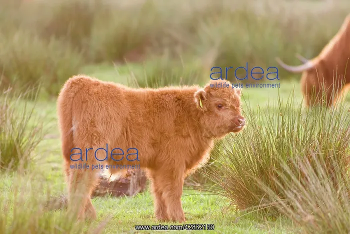 : Highland Cattle - Calf on grazing marsh : Highland Cattle - Calf on grazing marsh