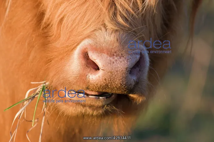 : Highland Cattle - chewing on grass : Highland Cattle - chewing on grass