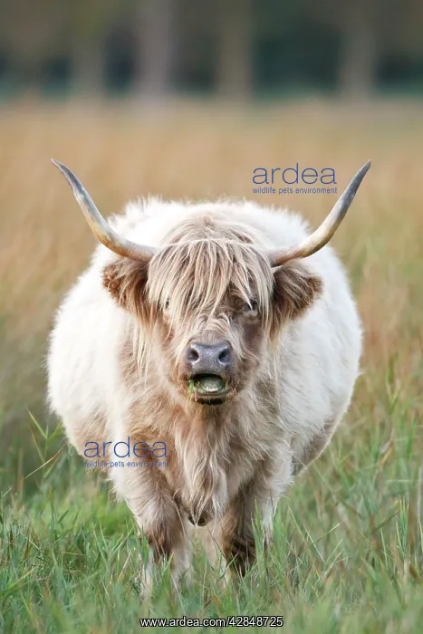 : Highland Cattle - chewing on grass : Highland Cattle - chewing on grass