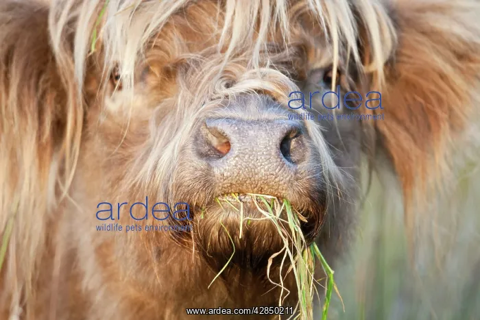 : Highland Cattle - chewing on grass : Highland Cattle - chewing on grass