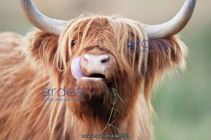 : Highland Cattle - chewing on grass : Highland Cattle - chewing on grass