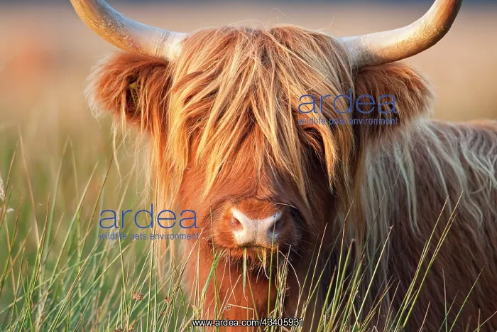 : Highland Cattle - chewing on grass : Highland Cattle - chewing on grass