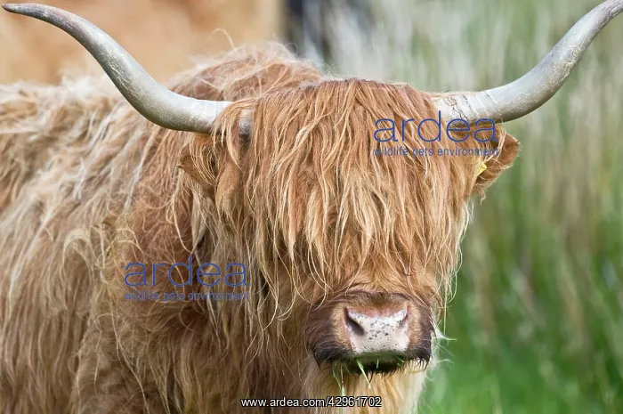 : Highland Cattle - close up of head : Highland Cattle - close up of head