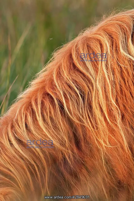 : Highland Cattle - close-up of hairy coat : Highland Cattle - close-up of hairy coat
