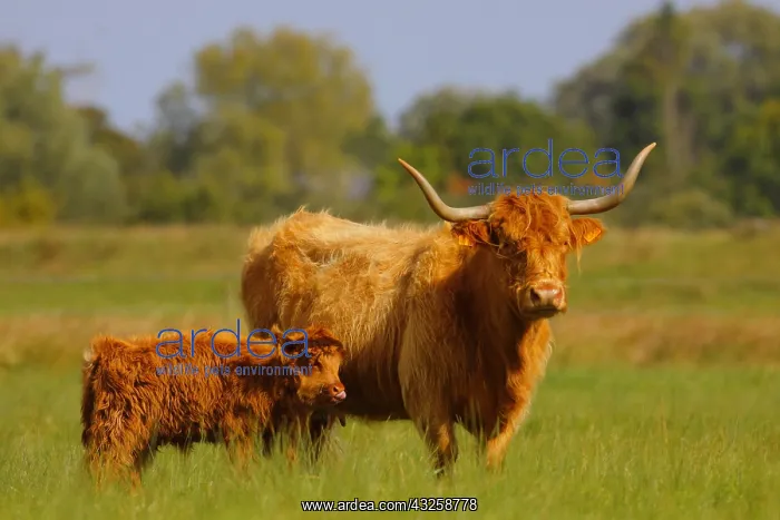 : Highland Cattle cow and its calf licking its muzzle : Highland Cattle cow and its calf licking its muzzle