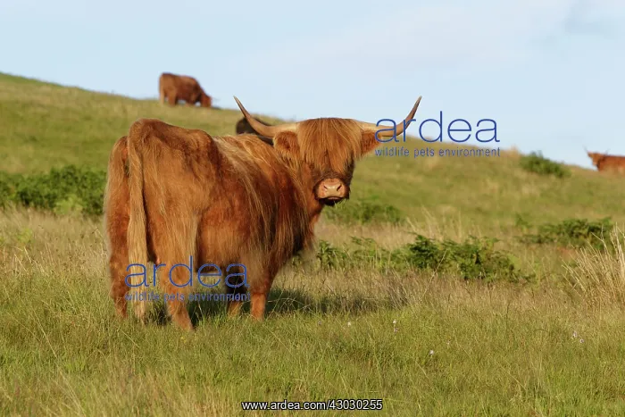  : Highland cattle cow grazing on flield Scotland