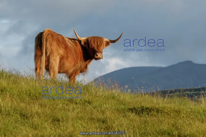 : Highland cattle cow grazing on flield Scotland : Highland cattle cow grazing on flield Scotland