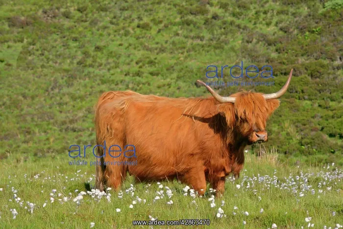  : Highland cattle - cow grazing on moorland