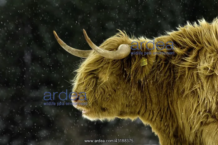 : Highland cattle, cow, portrait, in snowfall, Cumbria : Highland cattle, cow, portrait, in snowfall, Cumbria