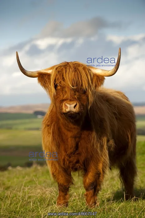 : Highland cattle, cow, standing on a hillside pasture : Highland cattle, cow, standing on a hillside pasture