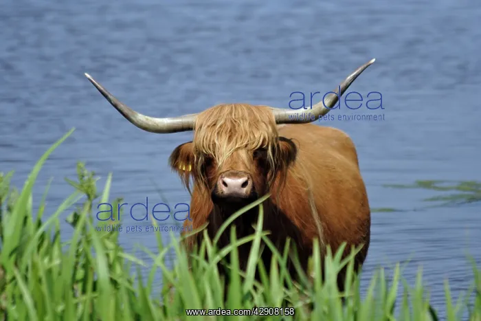 : Highland Cattle - cow standing in lake to cool : Highland Cattle - cow standing in lake to cool