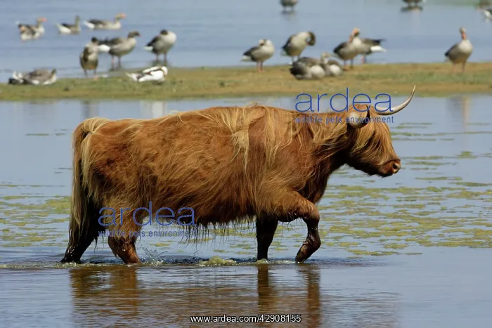: Highland Cattle - cow walking through lake : Highland Cattle - cow walking through lake