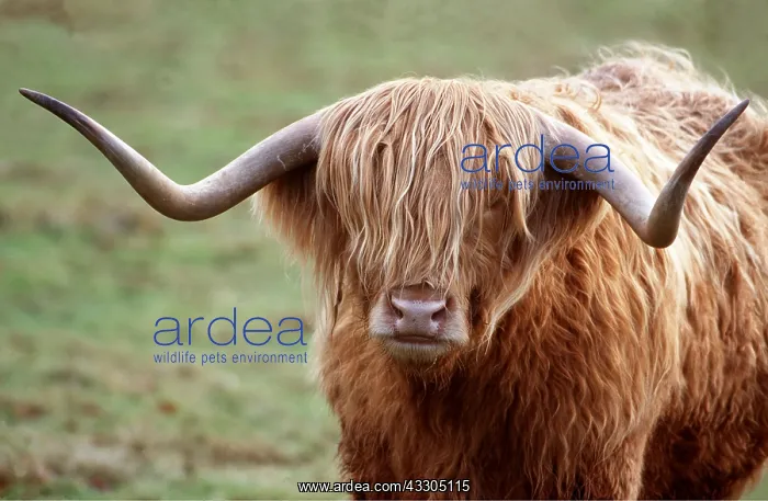 : Highland Cattle - face : Highland Cattle - face