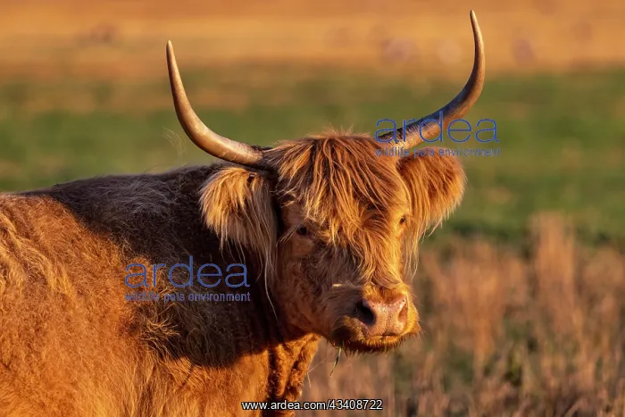 : Highland Cattle in the Flathead Valley, Montana, USA : Highland Cattle in the Flathead Valley, Montana, USA
