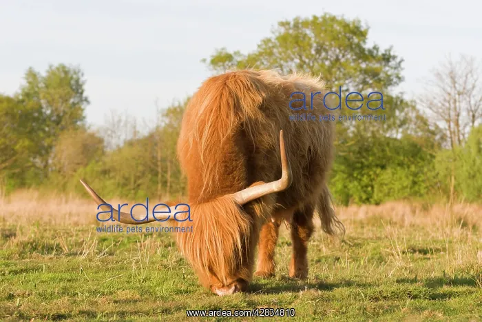 : Highland Cattle - grazing on grass : Highland Cattle - grazing on grass